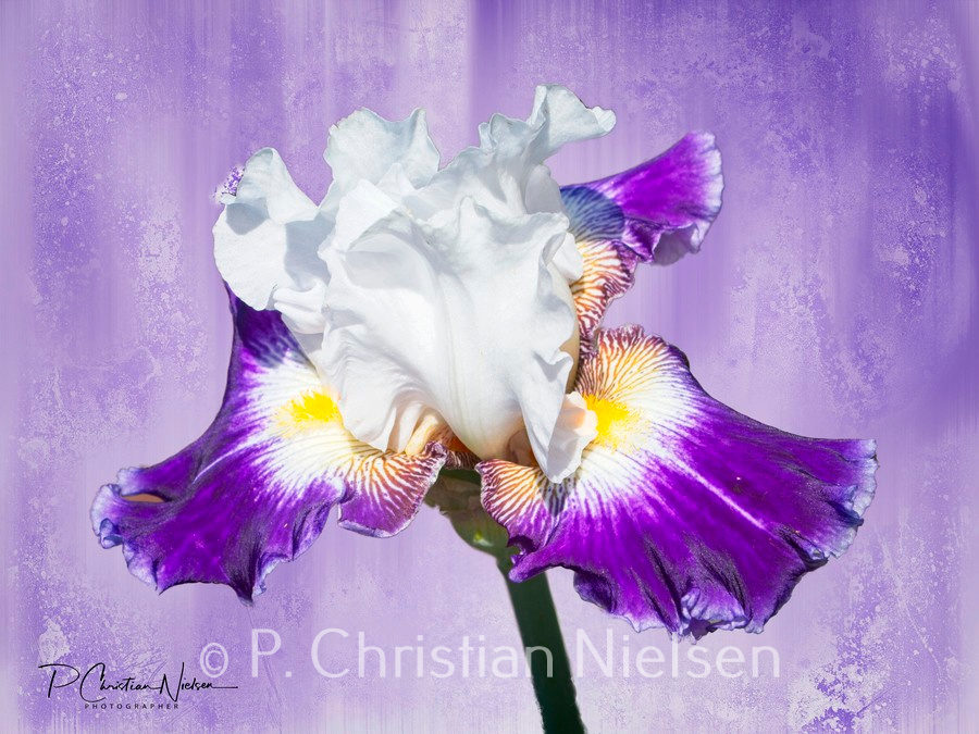 Bearded Iris 3